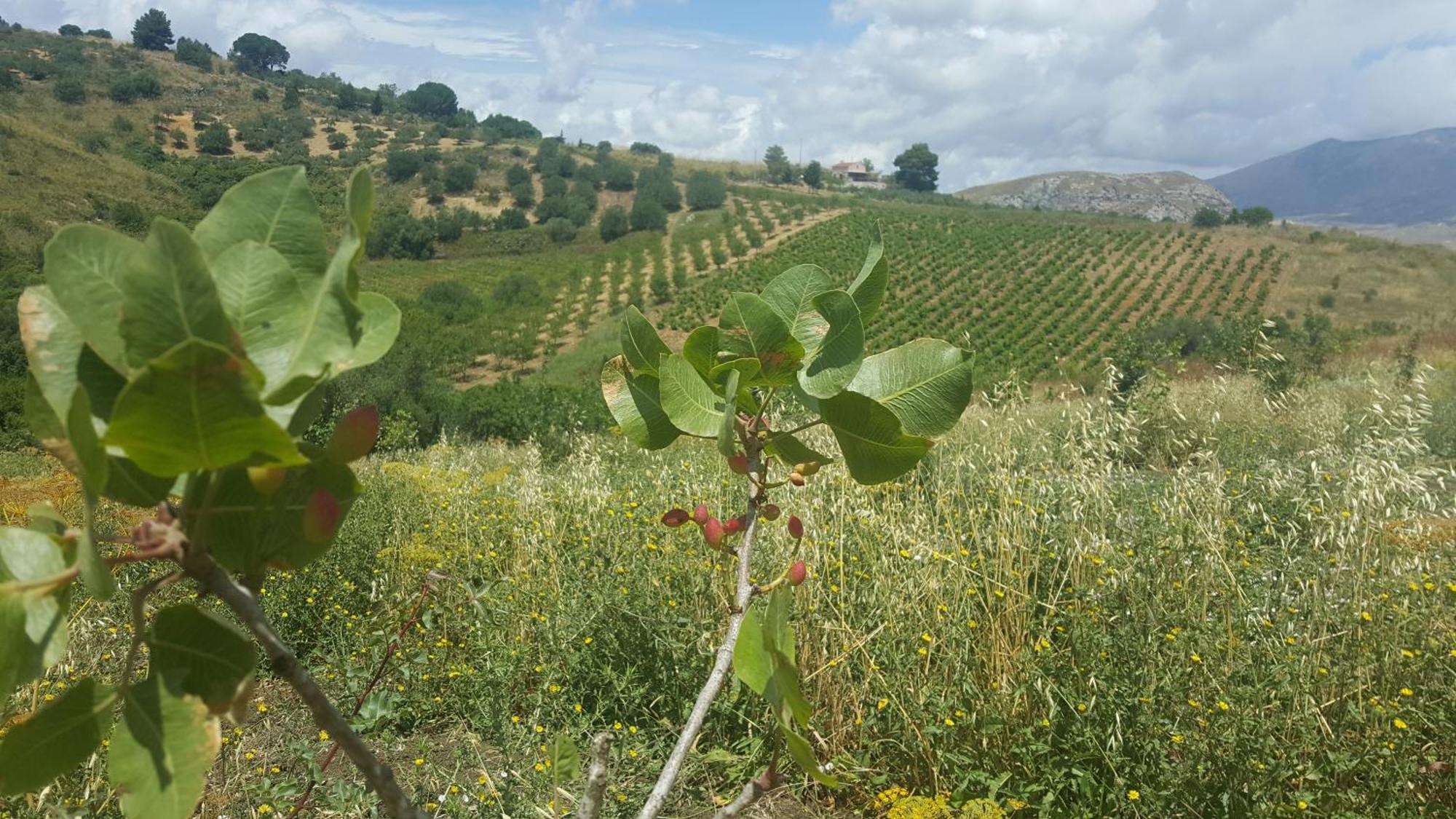 Agriturismo Gessi Calatafimi Bagian luar foto
